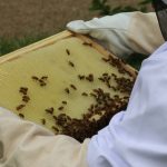 Copenhagen beekeeping project