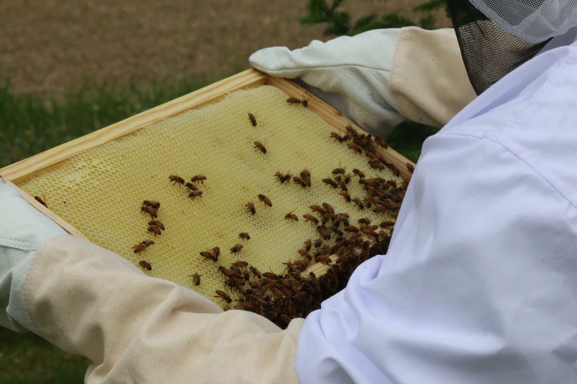 Copenhagen beekeeping project